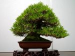 黒松盆栽-japanese-black-pine-bonsai-tree-009.JPG
