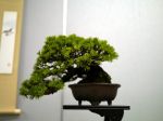 五葉松盆栽-japanese-white-pine-bonsai-tree-033.JPG