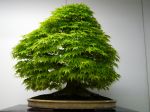モミジ盆栽-japanese-maple-bonsai-tree-009.JPG