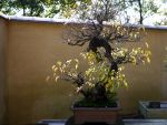 梅盆栽-Japanese-apricot-bonsai-tree-004.JPG