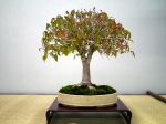 欅盆栽-japanese-zelkova-bonsai-tree-002.JPG