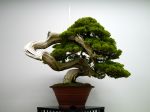 真柏盆栽-chinese-juniper-bonsai-tree-024.JPG