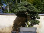 杜松盆栽-needle-juniper-bonsai-tree-001.JPG