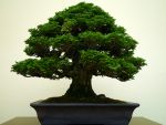 ヒノキ盆栽-Japanese-cypress-bonsai-tree-002.JPG