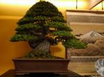 五葉松盆栽-japanese-white-pine-bonsai-tree-038.JPG