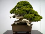 真柏盆栽-chinese-juniper-bonsai-tree-020.JPG