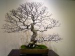 イワシデ盆栽-iwashide-korean-treeHornbeam-bonsai-tree-002.JPG