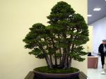 ヒノキ盆栽-Japanese-cypress-bonsai-tree-001.JPG