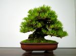 黒松盆栽-japanese-black-pine-bonsai-tree-017.JPG