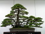 五葉松盆栽-japanese-white-pine-bonsai-tree-018.JPG