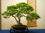 イワシデ盆栽-iwashide-korean-treeHornbeam-bonsai-tree-003.JPG