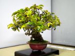 実もの盆栽-japanese-berry-bonsai-tree-003.JPG