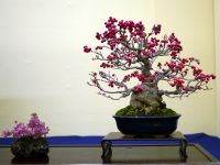 梅もどき盆栽-Japanese-winterberry-bonsai-tree-001.JPG