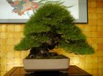 黒松盆栽-japanese-black-pine-bonsai-tree-023.JPG