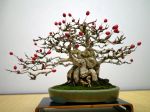 実もの盆栽-japanese-berry-bonsai-tree-005.JPG