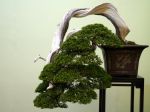 真柏盆栽-chinese-juniper-bonsai-tree-027.JPG
