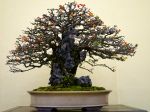長寿梅盆栽-Japanese-quince-bonsai-tree-012.JPG