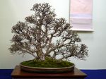 ニシキギ盆栽-nishikigi-Spindle-tree-bonsai-tree-002.JPG