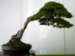五葉松盆栽-japanese-white-pine-bonsai-tree-021.JPG