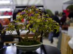 紫式部盆栽-japanese-beautyberry-bonsai-tree-001.JPG