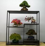棚飾り盆栽-Tanakazari-bonsai-trees-006.JPG