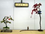 棚飾り盆栽-Tanakazari-bonsai-trees-003.JPG