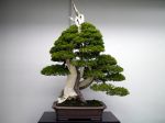 真柏盆栽-chinese-juniper-bonsai-tree-003.JPG