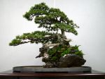 五葉松盆栽-japanese-white-pine-bonsai-tree-023.JPG