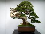 真柏盆栽-chinese-juniper-bonsai-tree-001.JPG
