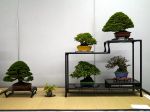 棚飾り盆栽-Tanakazari-bonsai-trees-020.JPG