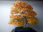 モミジ盆栽-japanese-maple-bonsai-tree-007.JPG