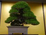 黒松盆栽-japanese-black-pine-bonsai-tree-003.JPG