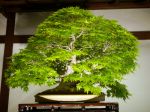 モミジ盆栽-japanese-maple-bonsai-tree-015.JPG