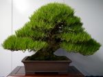 黒松盆栽-japanese-black-pine-bonsai-tree-012.JPG
