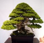 真柏盆栽-chinese-juniper-bonsai-tree-031.JPG