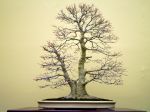 モミジ盆栽-japanese-maple-bonsai-tree-005.JPG