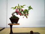 マユミ盆栽-Spindle-tree-bonsai-tree-002.JPG