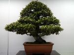 ぐみ盆栽-Silverberry-bonsai-tree-001.JPG