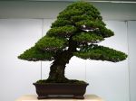 五葉松盆栽-japanese-white-pine-bonsai-tree-030.JPG