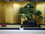 五葉松盆栽-japanese-white-pine-bonsai-tree-024.JPG
