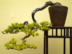 赤松盆栽-japanese-red-pine-bonsai-tree-003.JPG