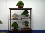 棚飾り盆栽-Tanakazari-bonsai-trees-007.JPG