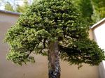 蝦夷松盆栽-yezo-spruce-bonsai-tree-002.JPG
