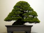 黒松盆栽-japanese-black-pine-bonsai-tree-006.JPG
