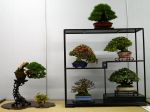 棚飾り盆栽-Tanakazari-bonsai-trees-023.JPG