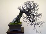 梅盆栽-Japanese-apricot-bonsai-tree-001.JPG