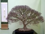 カエデ盆栽-maple-bonsai-tree-002.JPG