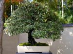 寒グミ盆栽-thorny- oleaster-bonsai-tree-001.JPG