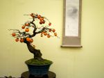 柿盆栽-persimmon-bonsai-tree-010.JPG