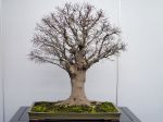 欅盆栽-japanese-zelkova-bonsai-tree-001.JPG